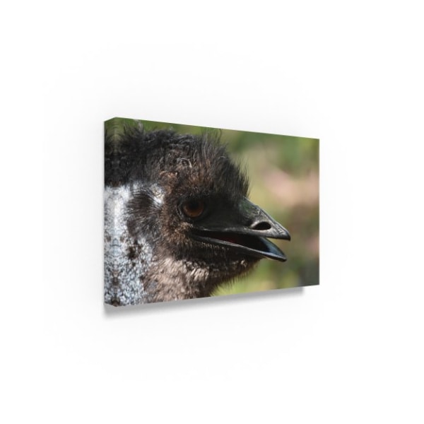 Robert Michaud 'Emu' Canvas Art,16x24